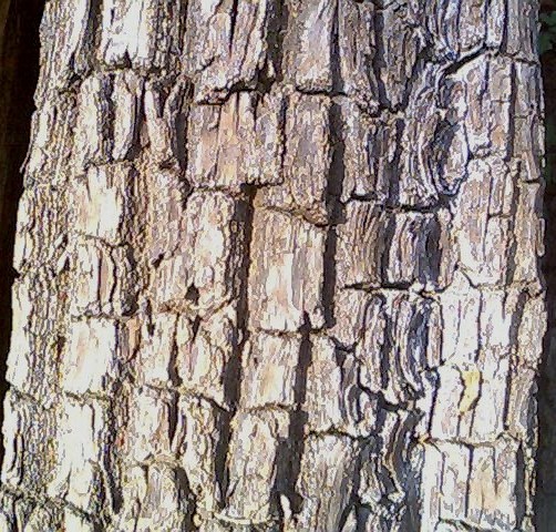 Arjuna (Terminalia arjuna)