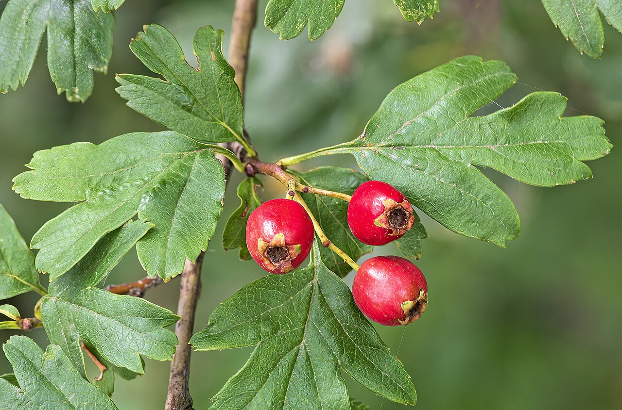 Hawthorn extract (Crataegus)